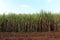 Sugarcane plantations