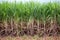 Sugarcane planted to produce sugar