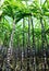 Sugarcane plants