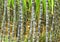 Sugarcane plants