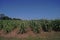 Sugarcane production field, proper weed management