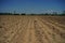 Sugarcane production field, proper weed management