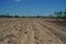 Sugarcane production field, proper weed management