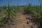 Sugarcane production field, weed management