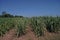 Sugarcane production field, weed management