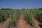 Sugarcane production field, weed management