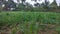 Sugarcane saplings field