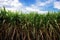 Sugarcane with sky at sunlight