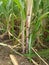 Sugarcane sown in the field at gujrat india,11 august 2020.