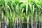 Sugarcane stalks steady with bamboo pole