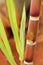 Sugarcane or sugar cane closeup showing juicy ripe stem