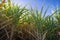 Sugarcane, sugar cane field with spring sky landscape