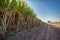 Sugarcane, sugar cane field with spring sky landscape