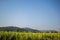 Sugarcane, sugarcane, green, sky, blue ocean, mountains, brown.