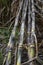 Sugarcane is vegetatively propagated for commercial cultivation.