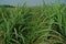 Sugarcane weed infestation