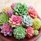 Sugary Succulents: Edible succulents crafted with sugar paste, a visually stunning masterpiece blending nature and