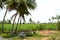 Sugercane  Field wth coconut trees