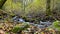 Suggestive stream that flows in the woods, in autumn