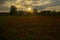 suggestive sunset over the poppy field in summer