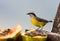 Suikerdiefje, Bananaquit, Coereba flaveola