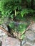 Suikinkutsu, or `water koto cave`, in Kyoto botanical garden in summertime