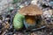 Suillellus loridus mushroom with a brown hat and a reddish leg grows in a forest