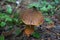 Suillellus loridus mushroom with a brown hat and a reddish leg grows in a forest in the grass