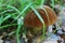 Suillellus loridus mushroom with a brown hat and a reddish leg grows in a forest in the grass