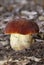 Suillellus queletii(Boletus queletii)commonly known as the deceiving bolete,is an uncommon,