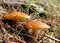 Suillus