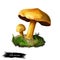 Suillus americanus or slipperycap, American slippery Jack or chicken fat mushroom closeup digital art illustration. Mushrooming