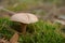 Suillus bovinus, also known as the Jersey cow mushroom or bovine