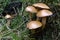 Suillus bovinus growing in the forest, also known as the Jersey cow mushroom or bovine bolete