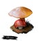 Suillus bovinus, Jersey cow or bovine boletemushroom closeup digital art illustration. Boletus has a convex brown yellow cap.