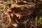 Suillus cavipes, or Boletinus cavipes, with yellow pores