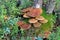 Suillus cavipes. Boletus in the Siberian forest