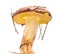 Suillus collinitus isolated