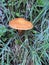 Suillus fungi