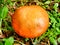 Suillus Granulatus aka Weeping Bolete