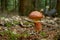 Suillus grevillei Boletus grevillei in summer forest