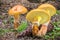 Suillus grevillei commonly known as Grevilles bolete