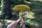 Suillus grevillei edible forest mushroom in hand