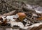 Suillus grevillei,  Greville`s bolete and larch bolete, edible mushroom, fungus on leaves