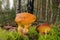 Suillus grevillei mushroom