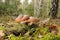 Suillus luteus fungus with forest trees in the background