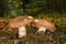 Suillus luteus fungus with forest trees in the background