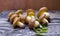 Suillus Luteus mushrooms. Variety of edible forest mushrooms Slippery Jack