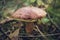 Suillus mushroom