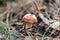 suillus mushroom in the coniferous forest